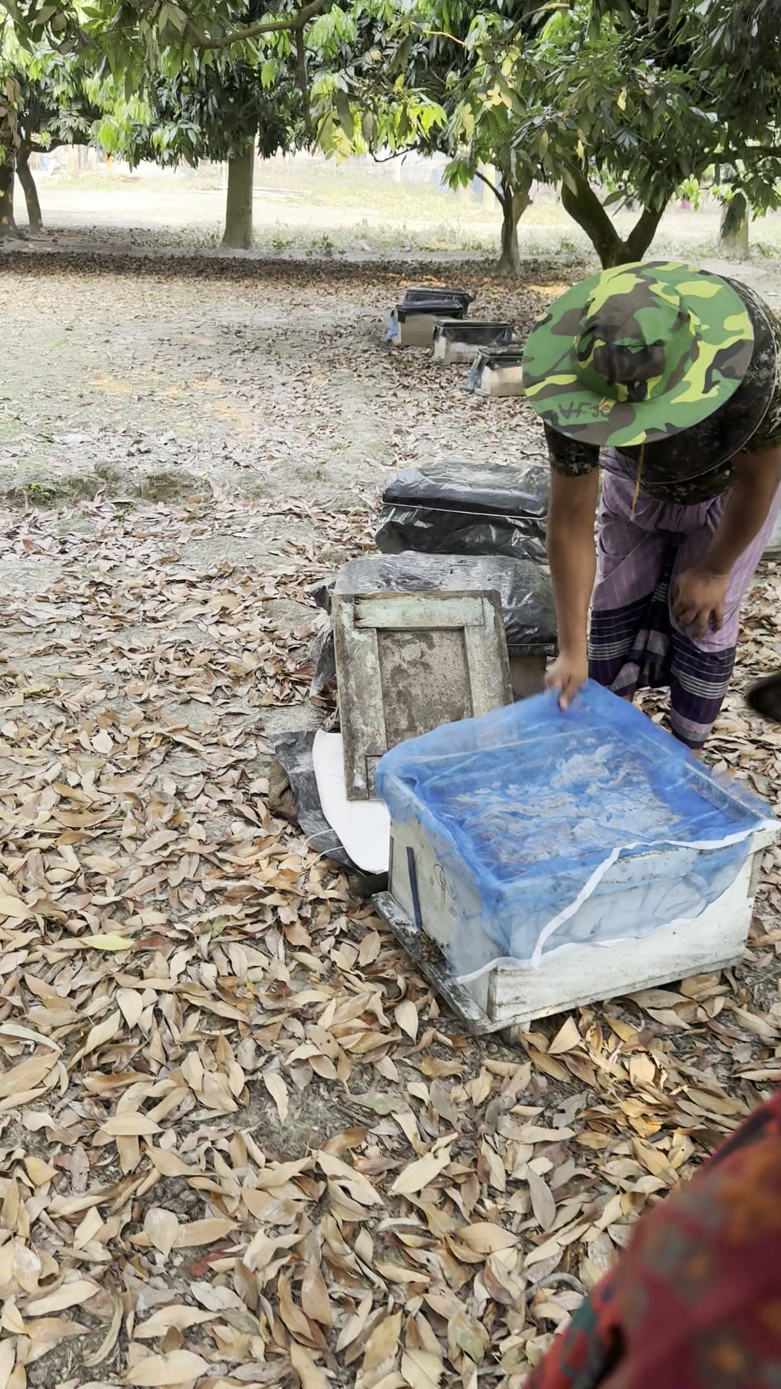Beekeeping hive boxes beneath trees