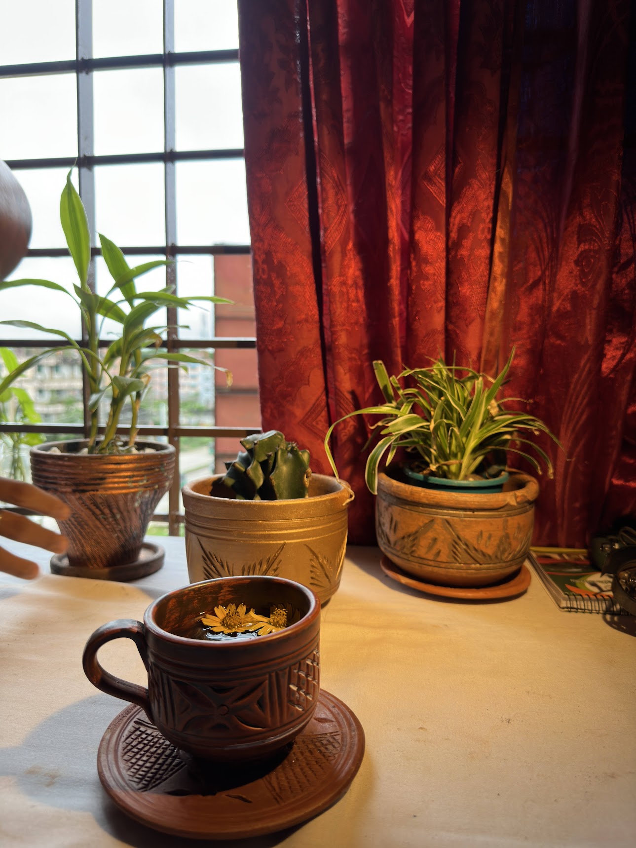 Multiple terracotta plant pots with green plants